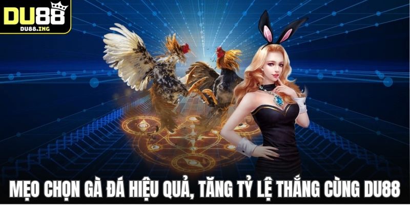 Mẹo Chọn Gà Đá Hiệu Quả, Tăng Tỷ Lệ Thắng Cùng DU88